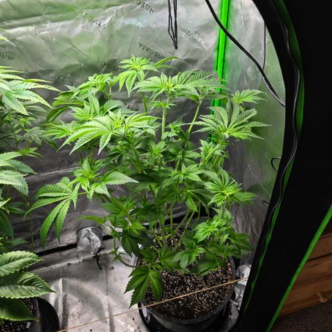Black Hulk growlog timeline photo