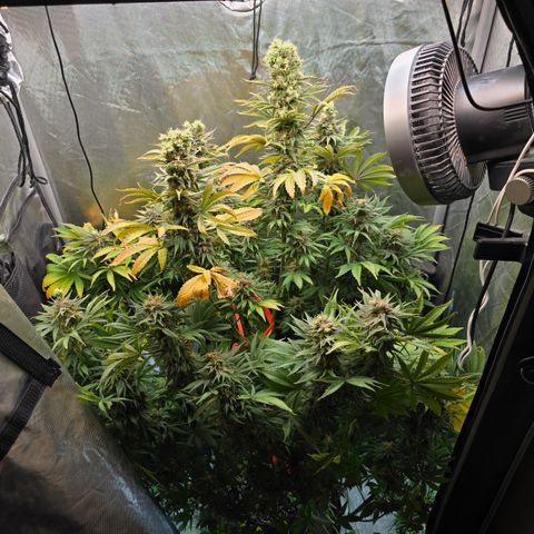 White Widow growlog timeline photo