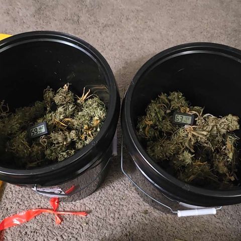 White Widow growlog timeline photo