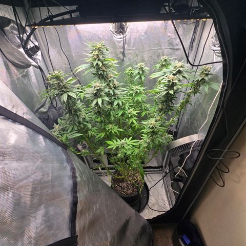 Humboldt Sour Diesel growlog timeline photo