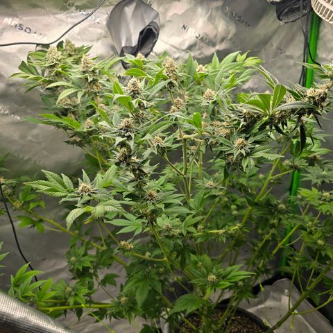 Black Hulk growlog timeline photo