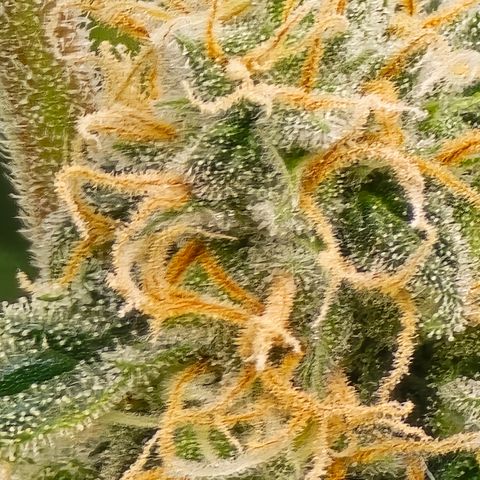 Black Hulk growlog timeline photo