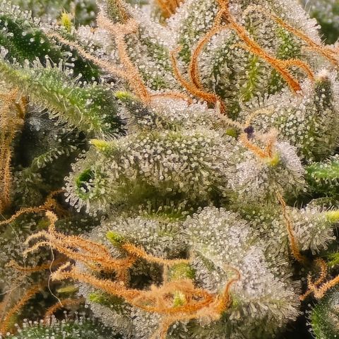 Humboldt Sour Diesel growlog timeline photo
