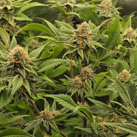 Black Hulk growlog timeline photo
