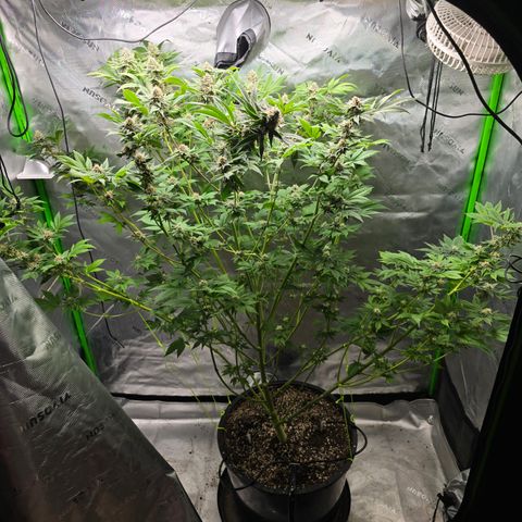 Black Hulk growlog timeline photo