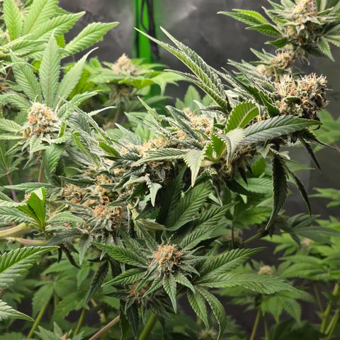 Black Hulk growlog timeline photo