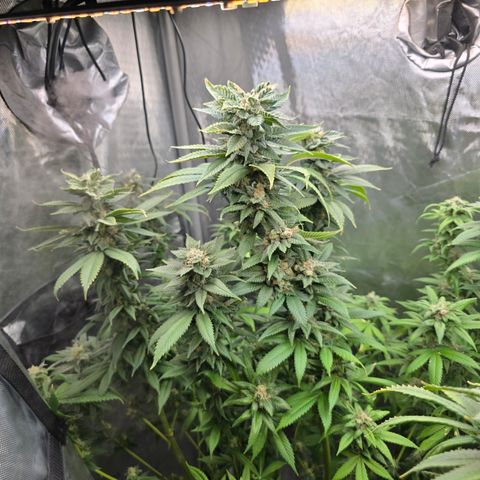 Humboldt Sour Diesel growlog timeline photo