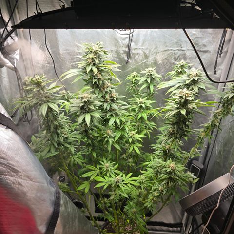 Humboldt Sour Diesel growlog timeline photo