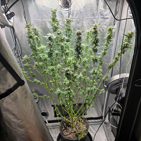 Humboldt Sour Diesel growlog photo: Pre harvest trim