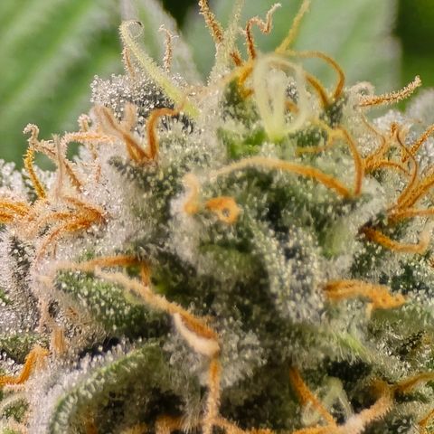 Black Hulk growlog timeline photo