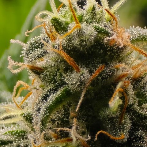 Black Hulk growlog timeline photo