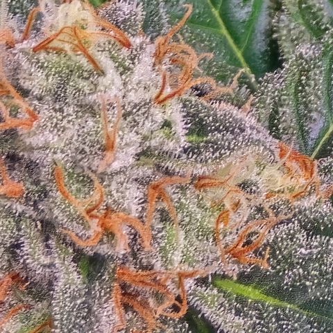 Black Hulk growlog timeline photo