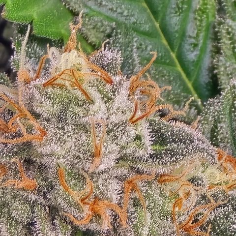 Black Hulk growlog timeline photo