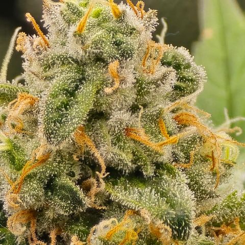 Black Hulk growlog timeline photo