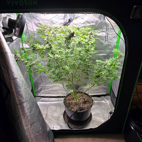 Black Hulk growlog timeline photo
