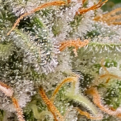 Black Hulk growlog timeline photo