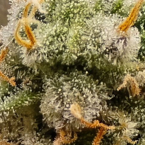 Black Hulk growlog timeline photo