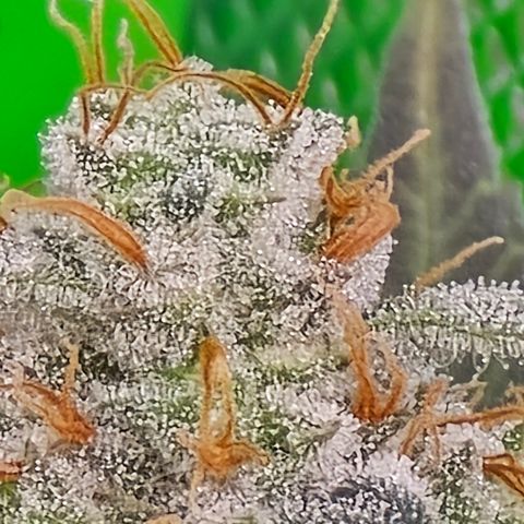 Black Hulk growlog timeline photo