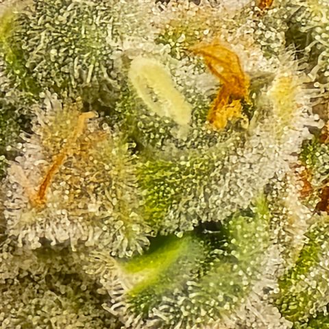 Black Hulk growlog timeline photo