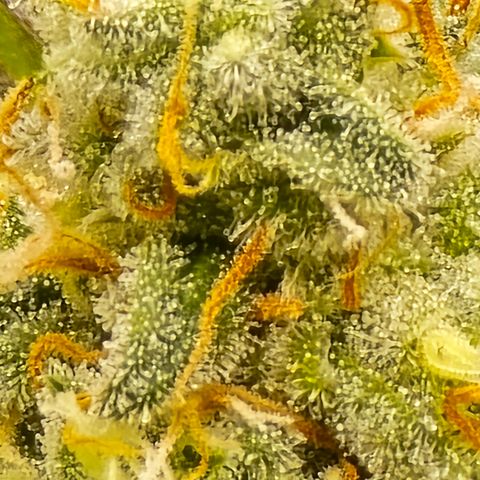 Black Hulk growlog timeline photo