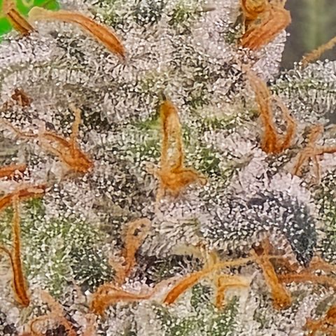 Black Hulk growlog timeline photo