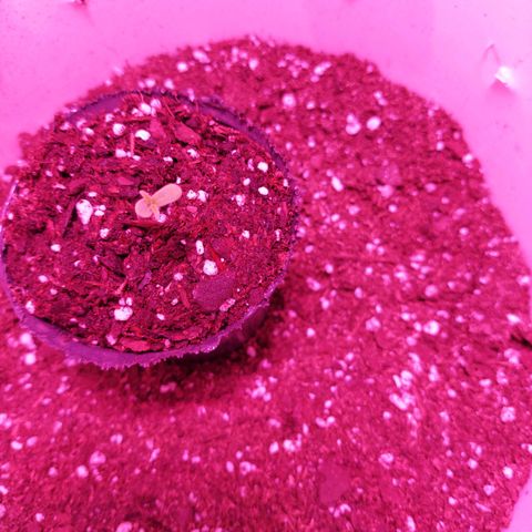 Double Cookies Auto growlog photo: Primer día de indoor