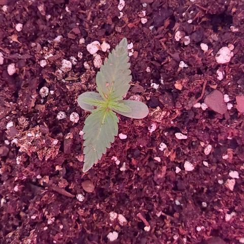Double Cookies Auto growlog photo: Crecimiento de apice.