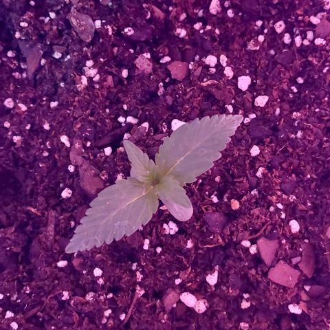 Double Cookies Auto growlog photo: Foto del dia