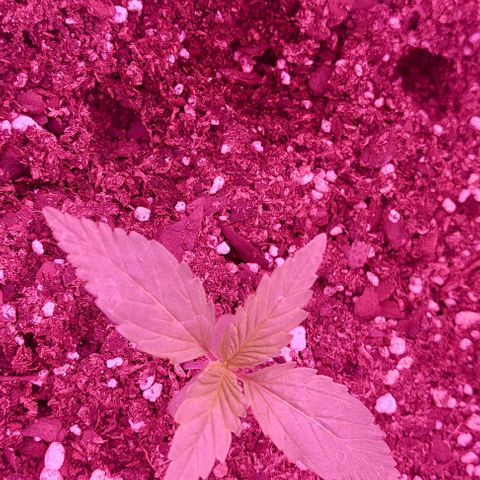 Double Cookies Auto growlog photo: Altura 4,3 cm