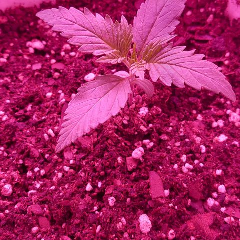 Double Cookies Auto growlog photo: Riego con deeper underground 1lt