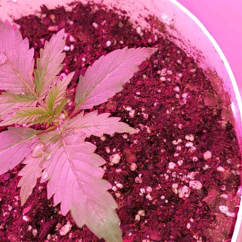 Double Cookies Auto growlog photo: Riego agua 1/2 lt