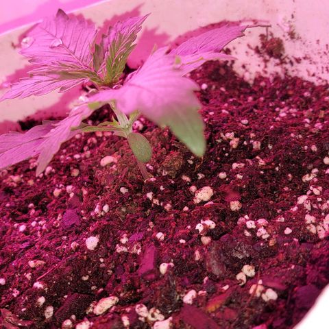 Double Cookies Auto growlog photo: Riego agua 1/2 lt