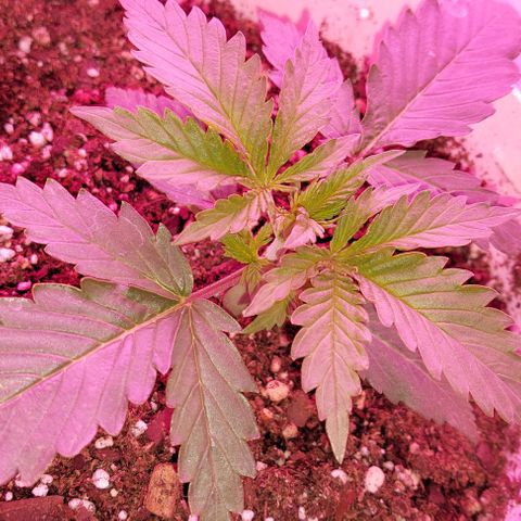 Double Cookies Auto growlog photo: Me encuentro con unas manchas marrones, sospecho q es a causa de la lampara q se encontraba a 17 cm de la planta, la cual la subi a 30
