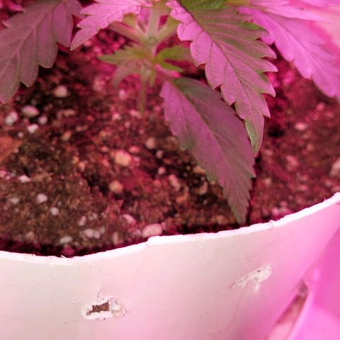 Double Cookies Auto growlog photo: Me encuentro con unas manchas marrones, sospecho q es a causa de la lampara q se encontraba a 17 cm de la planta, la cual la subi a 30