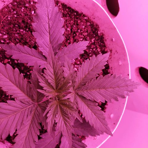 Double Cookies Auto growlog photo: Revision