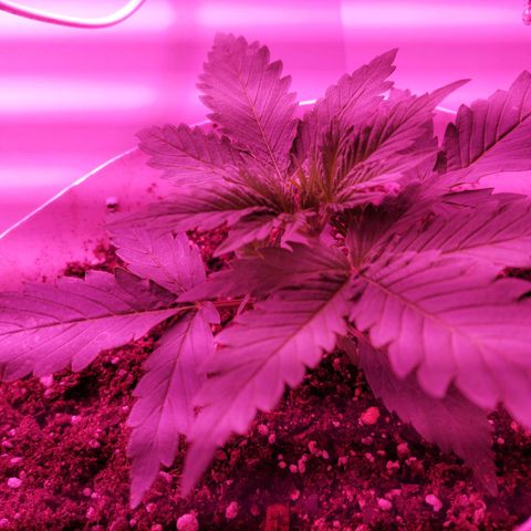 Double Cookies Auto growlog photo: Revision