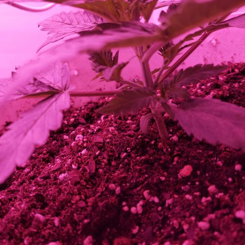Double Cookies Auto growlog photo: Revision