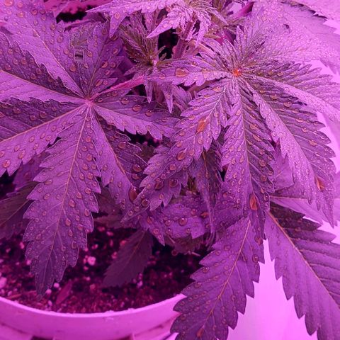 Double Cookies Auto growlog photo: Riego foliar con big one. Descubri esos pistilos blancos en sus ramificaciones