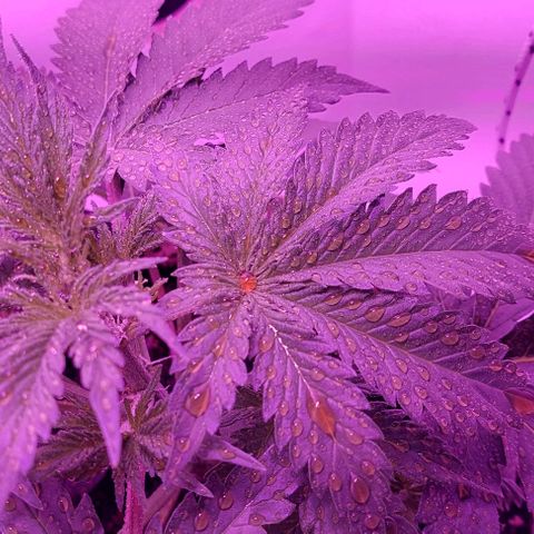 Double Cookies Auto growlog photo: Riego foliar con big one. Descubri esos pistilos blancos en sus ramificaciones