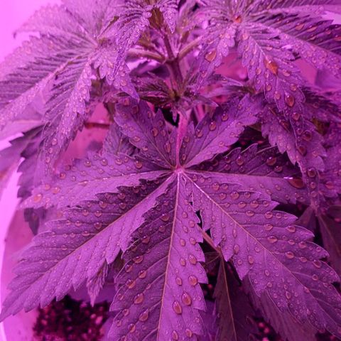 Double Cookies Auto growlog photo: Riego foliar con big one. Descubri esos pistilos blancos en sus ramificaciones