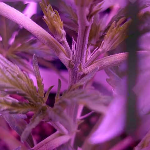 Double Cookies Auto growlog photo: Riego foliar con big one. Descubri esos pistilos blancos en sus ramificaciones