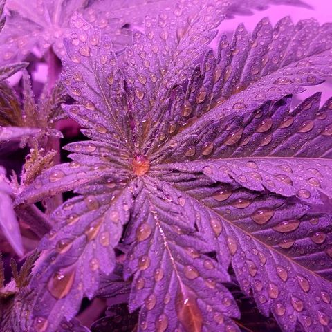 Double Cookies Auto growlog photo: Riego foliar con big one. Descubri esos pistilos blancos en sus ramificaciones