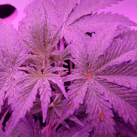 Double Cookies Auto growlog photo: Riego foliar con big one. Descubri esos pistilos blancos en sus ramificaciones