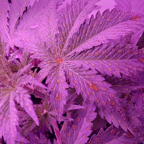 Double Cookies Auto growlog photo: Riego foliar con big one. Descubri esos pistilos blancos en sus ramificaciones