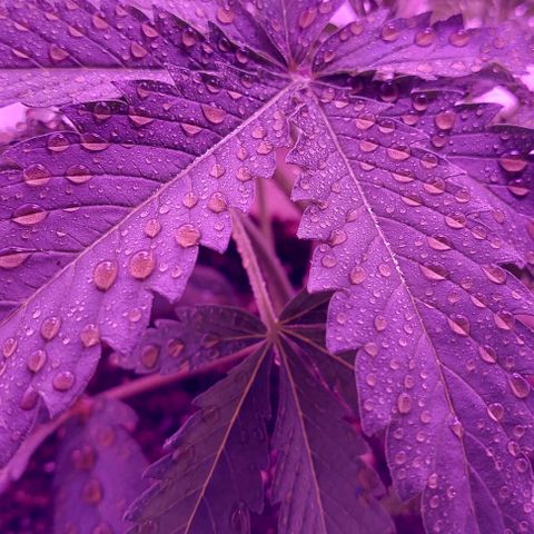 Double Cookies Auto growlog photo: Riego foliar con big one. Descubri esos pistilos blancos en sus ramificaciones