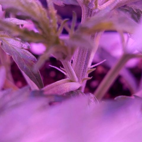 Double Cookies Auto growlog photo: Riego foliar con big one. Descubri esos pistilos blancos en sus ramificaciones