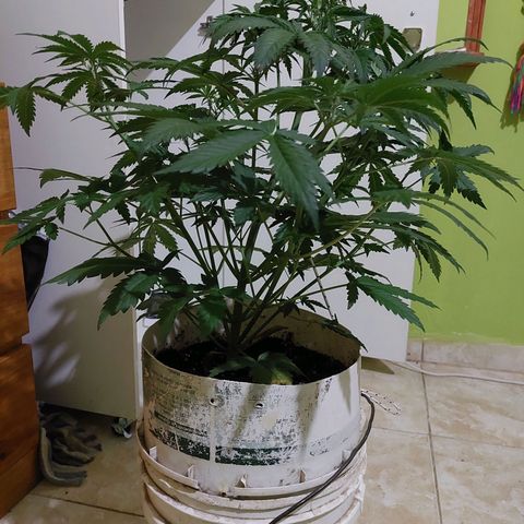 Double Cookies Auto growlog timeline photo