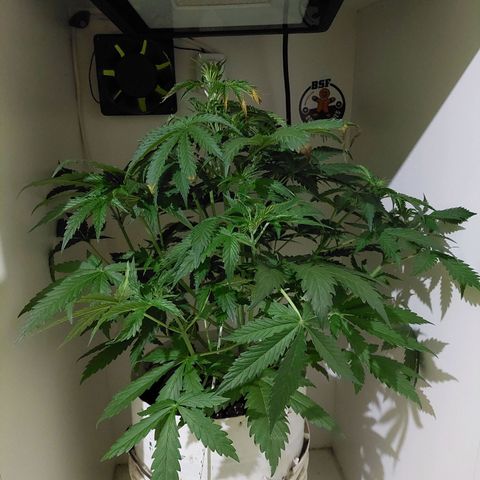 Double Cookies Auto growlog timeline photo