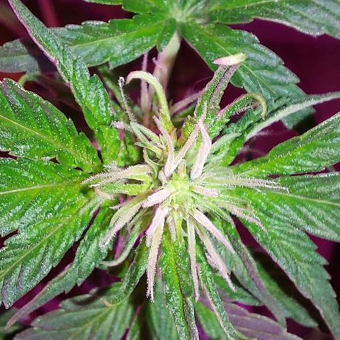 Double Cookies Auto growlog photo: Riego con top candy con 1,5lts de agua.