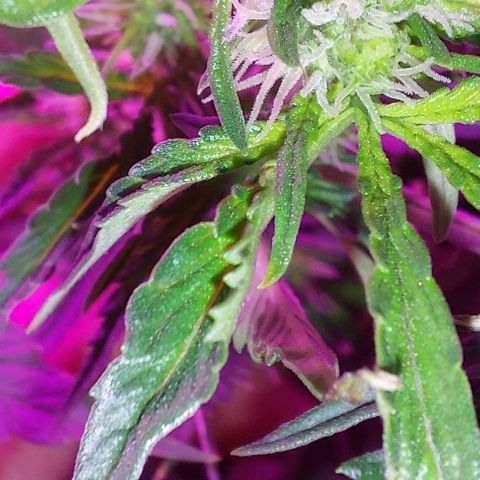 Double Cookies Auto growlog photo: Riego con top candy con 1,5lts de agua.